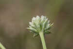 Southern rattlesnake master